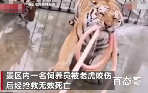河南伤人老虎所属马戏团无养虎资格  希望反思管理方面的漏洞并加强管理