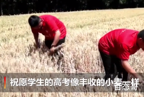 老师割麦子送高考生 老师的意思考不好没关系回家种地?