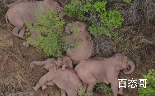 无人机拍下野象群睡觉休息画面 你见过大象睡觉的样子吗
