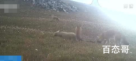 全国多地频现大型食肉动物 背后的真相让人惊愕