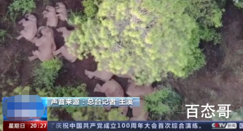 小象睡觉实力演绎蹬鼻子上脸 亚洲吉普赛象群喜欢看看外面的世界