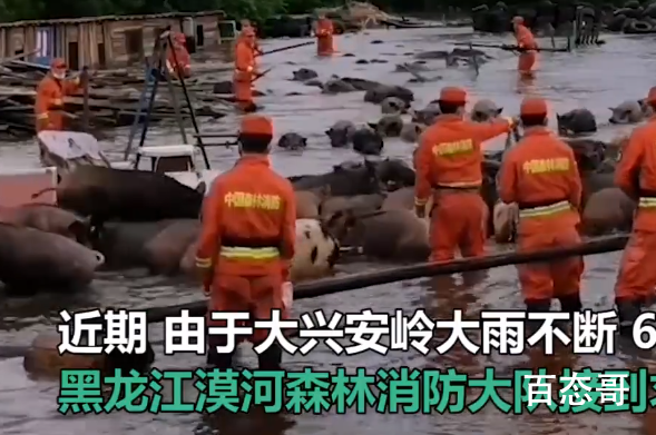 洪水淹没养殖场 300头猪水中奔跑现场消防官兵正在救援中