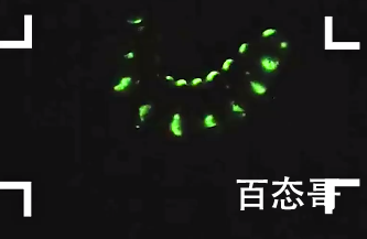 5厘米巨型萤火虫 巨型萤火虫名字叫什么更别的萤火虫有什么不同