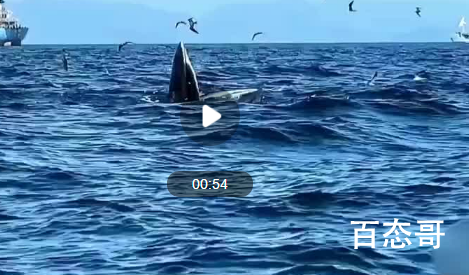 鲸鱼连续多日现身深圳大鹏湾 是不是日本排放核污水生态变坏了他们只好逃来中国