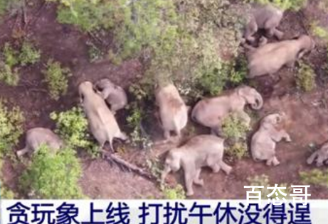 贪玩小象不想午休撒娇耍赖 小象：别睡了，起来嗨啊！