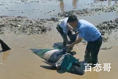 12头疑似鲸豚搁浅浙江海域 保佑他们活下去！