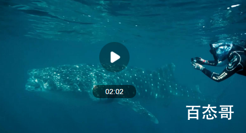 研究人员发现海水中鲸鲨的基因秘密 背后的真相让人吃惊！