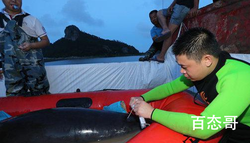 9头搁浅瓜头鲸已被救起 搁浅的原因查出来了吗