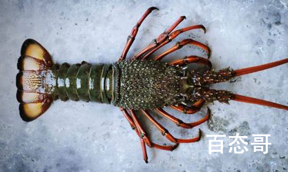 英国拟禁止煮食龙虾螃蟹等活物 像极了爱狗人士