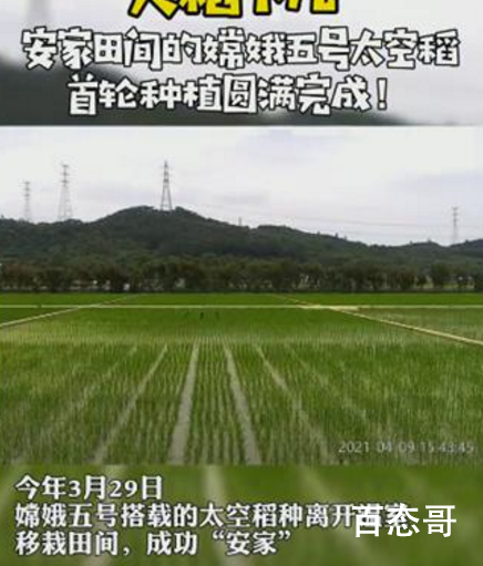 嫦娥五号“太空稻”迎来收割 太空麦什么时候出现