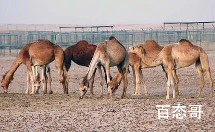 阿拉善车祸中被撞骆驼主人发声 骆驼是否负主要责任？