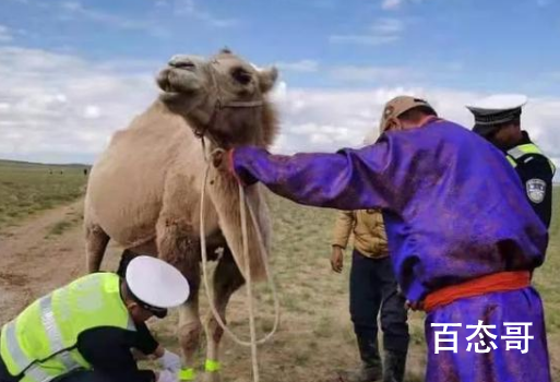 边境骆驼戴上反光腿带 那两只牺牲的骆驼算是其他骆驼的保护神