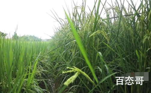 2米高巨型稻在重庆试种成功 可惜袁老看不到了？