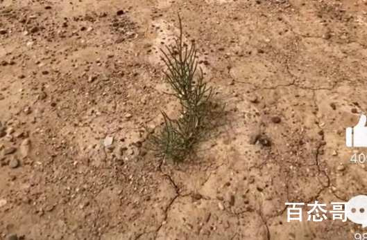 蚂蚁森林回应未种梭梭树质疑 一个对钱不感兴趣的人早已变质了