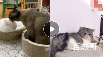 哈尔滨核酸阳性3只猫依法安乐死 猫是怎么被感染到新冠的？