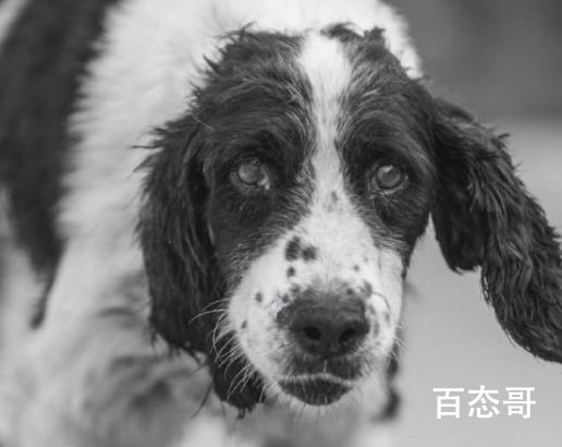 汶川地震救援最后一只搜救犬离世 特殊的英雄一路走好！