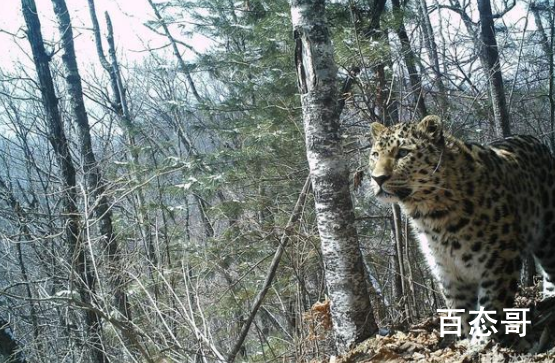 东北虎豹国家公园正式成立 为何中国的动物都这么萌这么可爱！