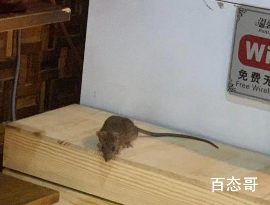 饭店现老鼠蹿跳 老板:天冷猫不在 这波操作确实牛逼