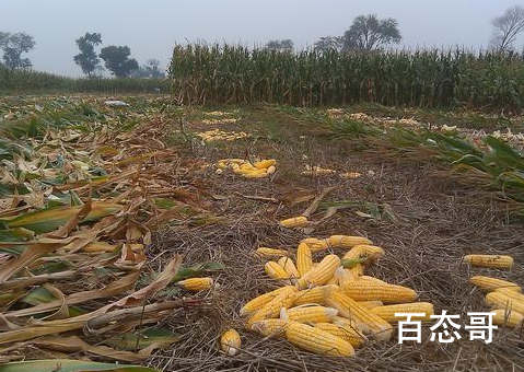 秋收车辆上路因带泥被罚 这个洗车要求真是优秀