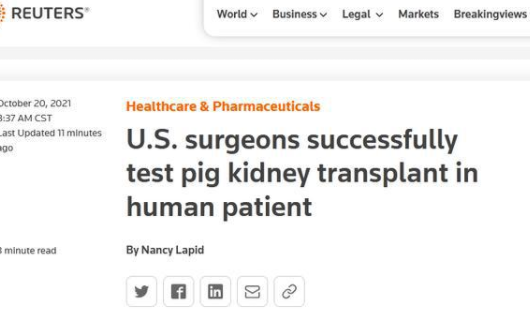 世界首例猪肾脏移植人体手术成功  里程碑式的医学进步