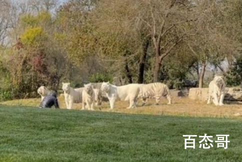 野生动物园一游客擅自下车冲向虎群 此人有没有受伤？