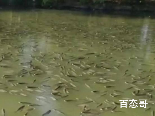 酒厂起火黄酒流入湖中致鱼群醉倒 严重影响到了生态系统