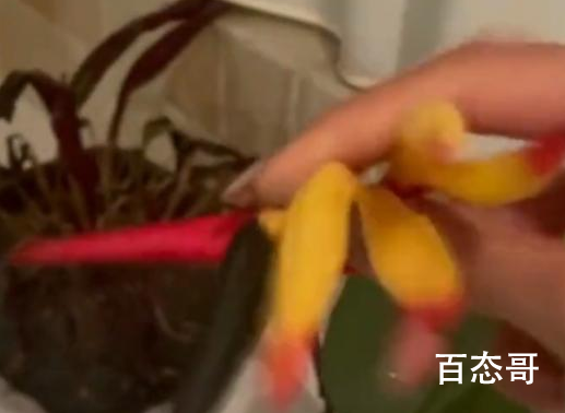 女子精心养花半年发现是假的 付出的努力全部白费
