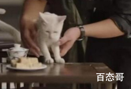 《当家主母》猫死在第几集 猫是真死还是假死