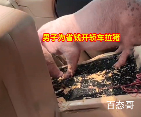 男子为省钱用轿车拉猪被吐一后座 猪也会晕车