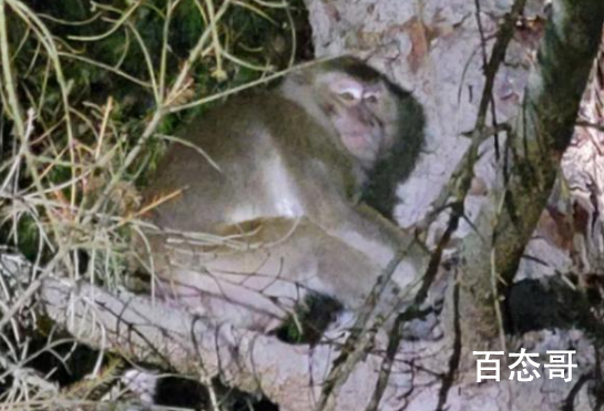 美国女子接触逃跑的实验猴子后生病 背后的真相让人震惊！