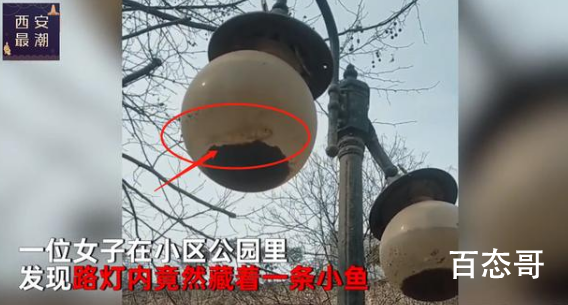 郑州路灯内现小鱼 疑为暴雨见证者 可惜那些逝去的人们没有这么幸运！