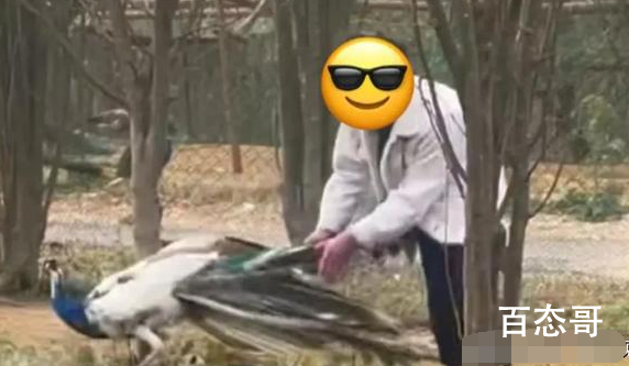 游客动物园内追逐孔雀拔毛 目前正在找当事人！