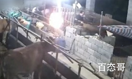 母猪发情养殖户强拽野猪配种 强扭的瓜不甜