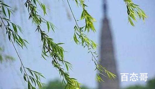 折柳在以前表达的是什么 折柳寄情是习俗吗