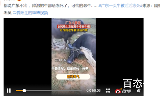 广东大降温 一头牛被活活冻死 现在网友们应该知道 广东到底有多冷了吧！