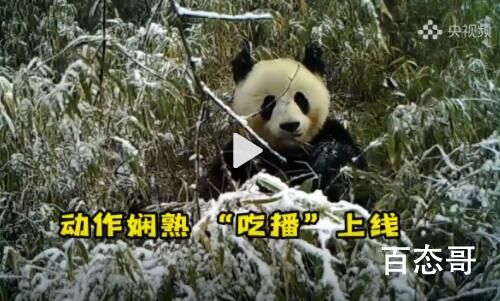 论干饭我们国宝从没输过 凉拌菜更有风味