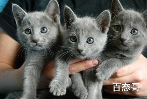 俄罗斯的猫被制裁了 背后的真相让人无语