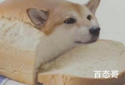 面包狗是什么意思 面包狗表情包怎么火起来的