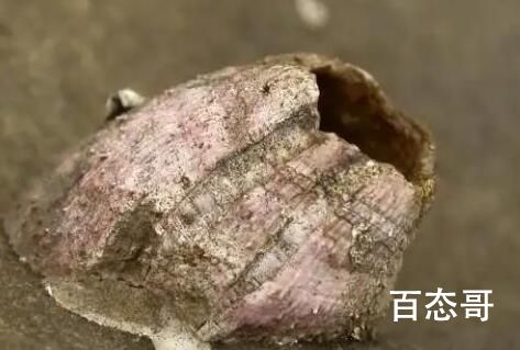 藤壶为什么喜欢寄生在海龟 藤壶是植物还是动物
