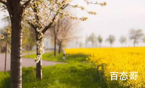 清明节植树是为了纪念什么吗 