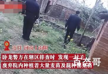 男子为尝鲜荒院内种250株罂粟苗 种植毒品原植物罪了解一下