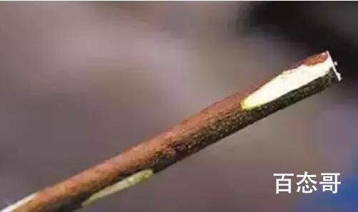 古代用什么植物做出刷牙 古代的牙膏是用什么做的