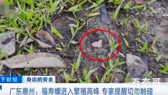 广东多地出现福寿螺泛滥现象 到底是怎么回事