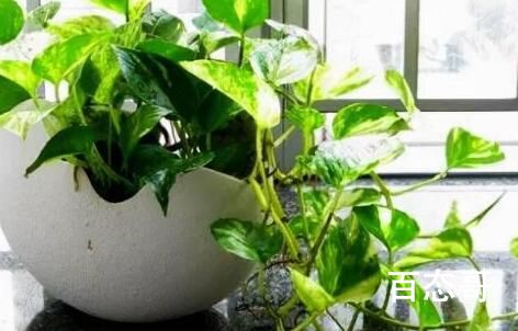 放在室内净化空气最适合的植物是什么