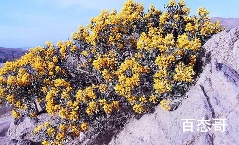 哪种荒漠植物一年四季都是长青的