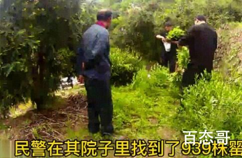 男子种939株罂粟当味精放 背后的真相让人震惊