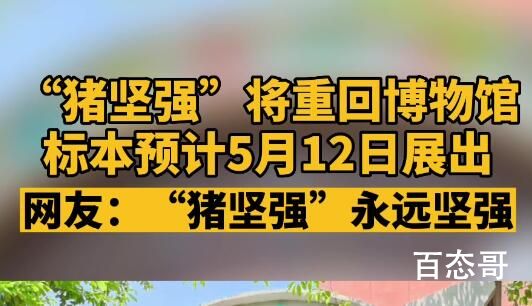 “猪坚强”标本预计5月12日展出 它代表的是一种不放弃的精神