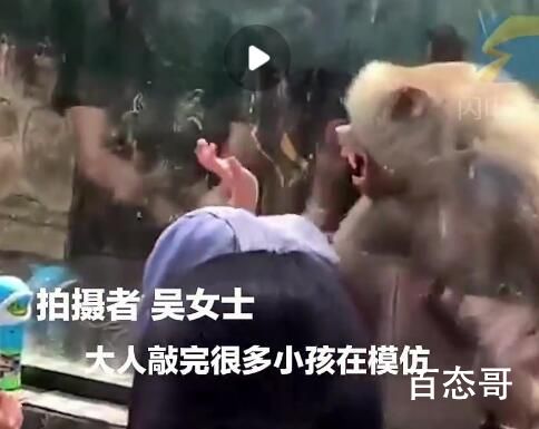 女子隔玻璃打狒狒引其暴怒撞头 本来天天关着心情就不好