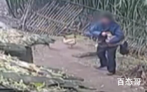 百只鸡半夜被偷一声未叫  牛人偷鸡打工这辈子是不可能的