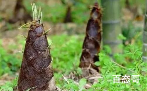 夺笋是什么意思 夺笋是什么梗